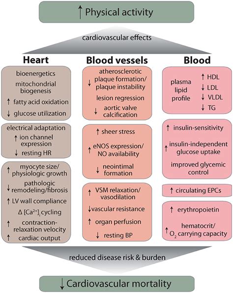 Cardiovascular Effects and Benefits of Exercise .